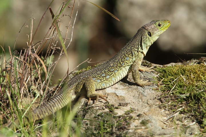 A la recherche du Lézard ocellé, espèce menacée